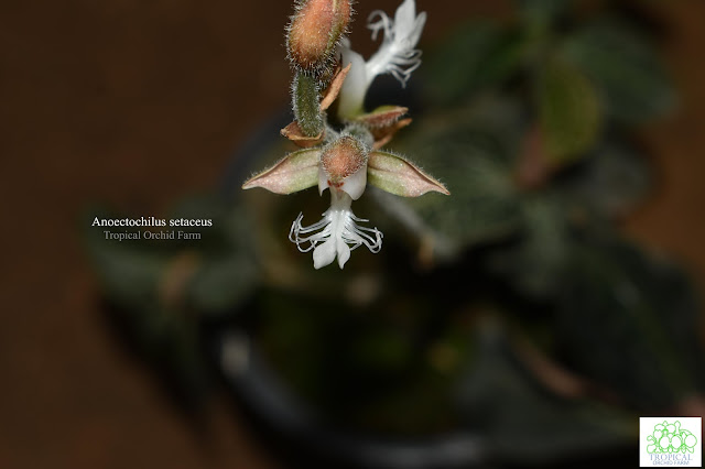 Anoectochilus setaceus