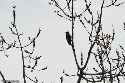 Picot garser gros (Dendrocopos major)