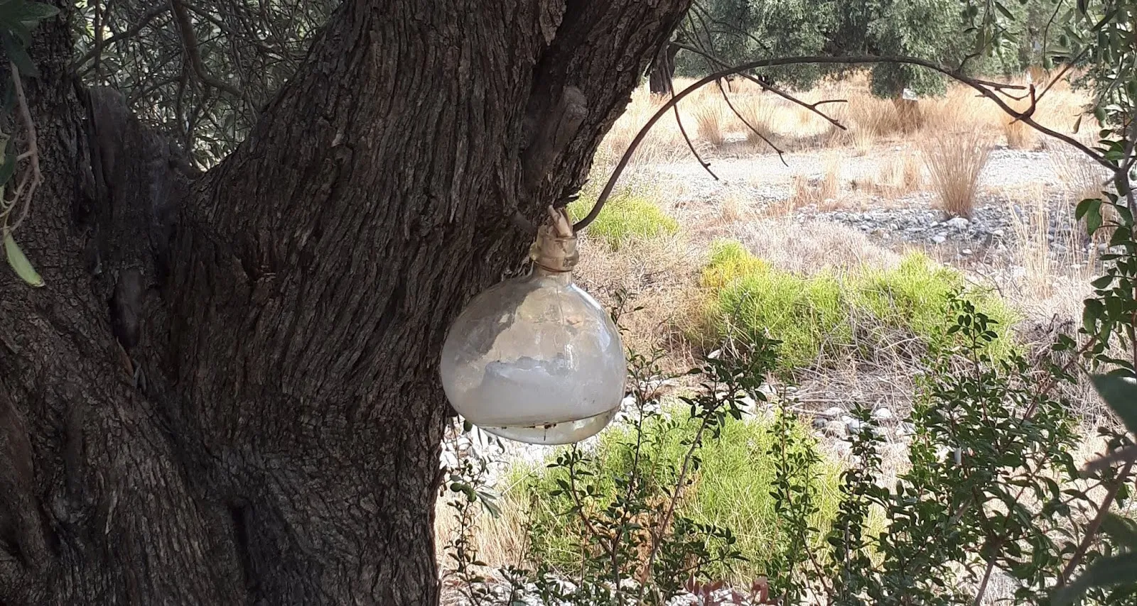 Resin being collected from an Olive Tree