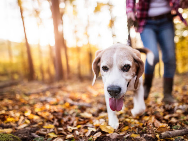 Comforting Your Senior Dog