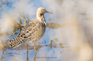 Wildlifefotografie Kampfläufer