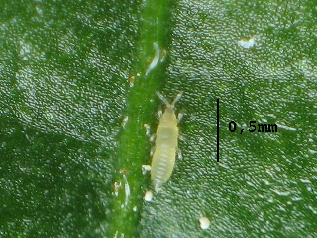 En 0,5 mm lang, hvit tripslarve