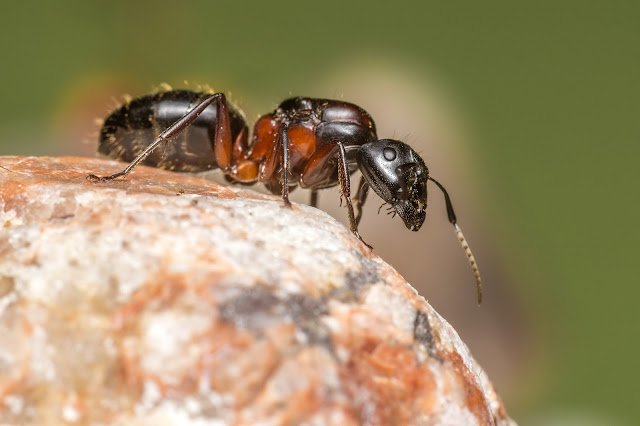 mirmecolismo-evolução-parentesco-genética-formigas