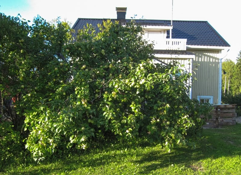 Omenamäki syyskesällä 2013