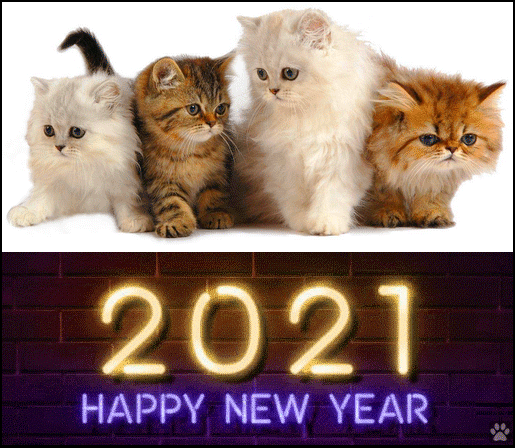Animated Cat GIF • Happy New Year 2021 to all kitties and cat lovers all over the World ♥ Animated Cat GIF • Happy New Year 2021 to all kitties and cat lovers all over the World ♥