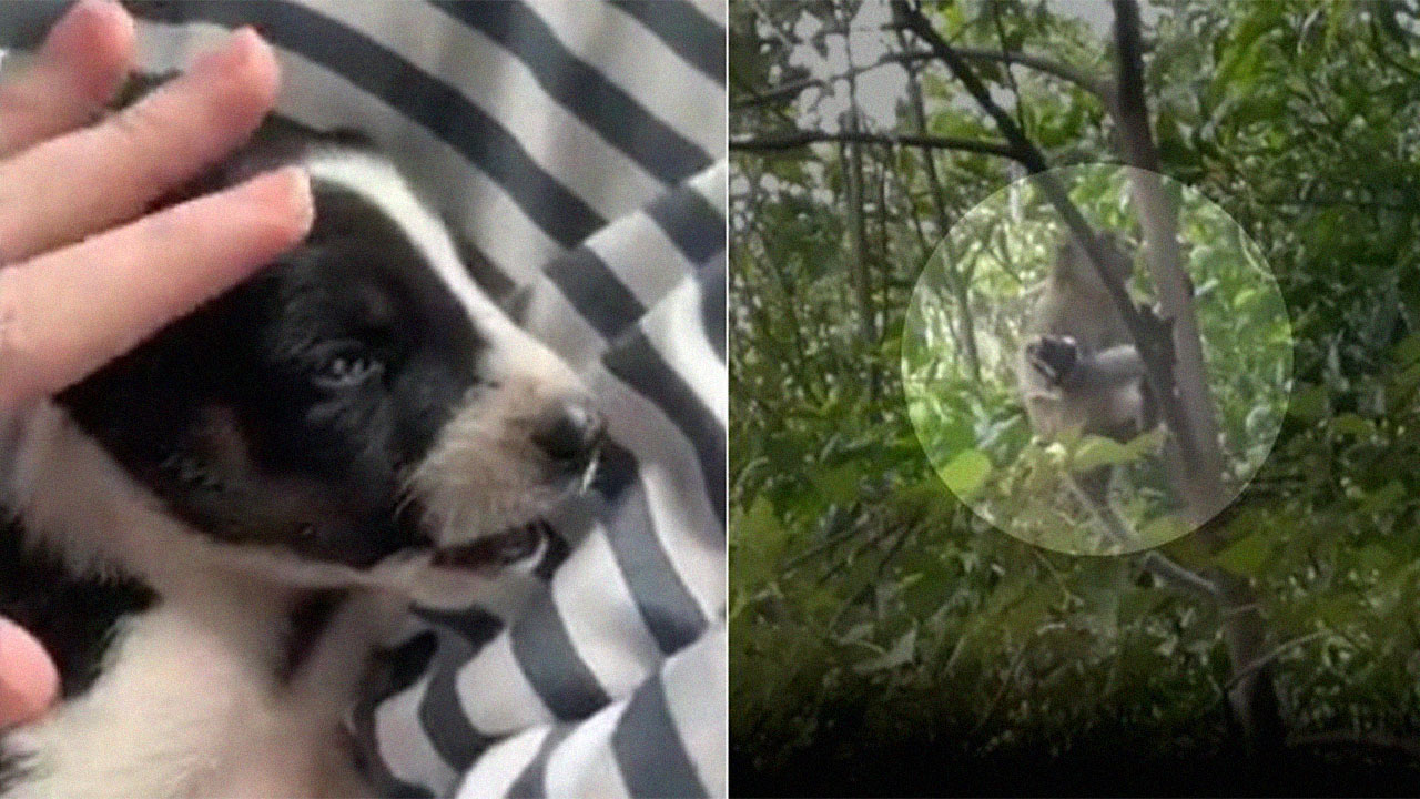 Macaco sequestra cãozinho e o mantém 'refém' por três dias