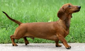 brown Dachshund dog walking