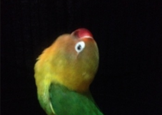 Istimewa Dibeli 500 Juta Untuk Persiapan Turun Lomba Pakde Karwo