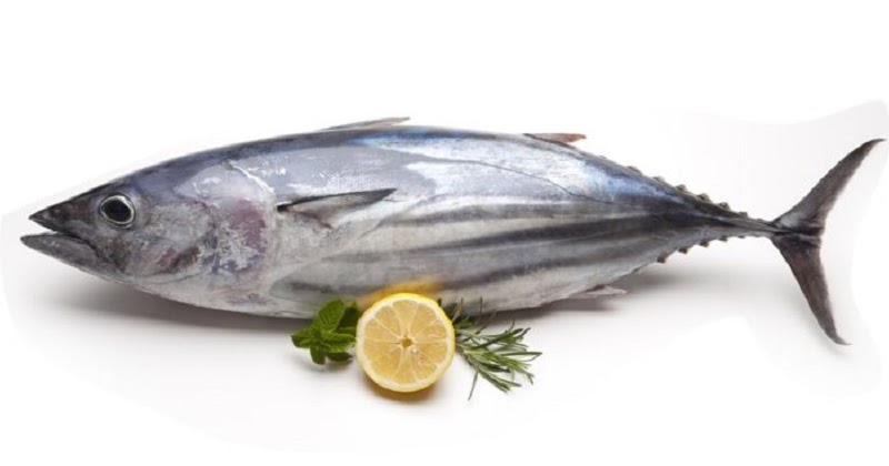 Tau Ikan TONGKOL? Ini JENIS JENIS IKAN TONGKOL - ICAL O-FISH