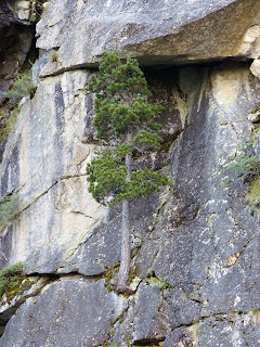 pine tree growing out of a rock cliff face
