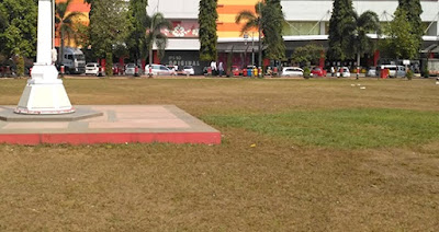 6 Ciri Rumput Gajah Mini Mati Dan Mengatasinya