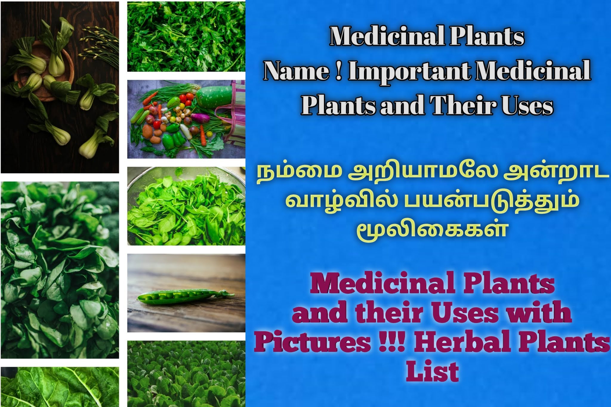 நம்மை அறியாமலே அன்றாட வாழ்வில் பயன்படுத்தும் மூலிகைகள் ! Medicinal