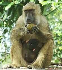 Spesies monyet babon di  hutan gunung  slamet  News Update