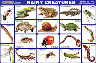 Rainy Creatures Chart