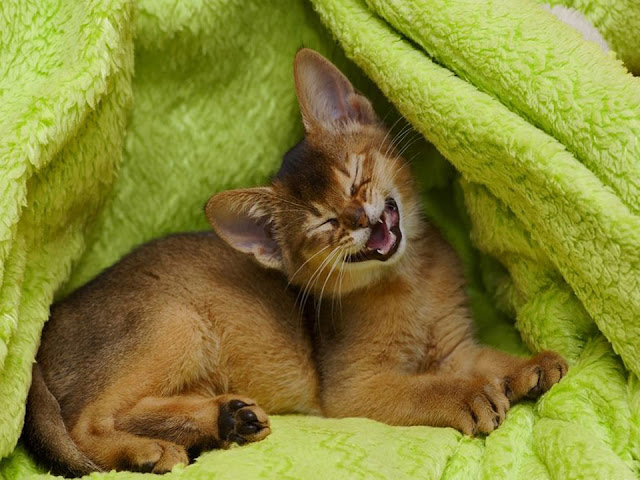 cat breeds, domestic cat, the abyssinians, abyssinian cat, abyssinian kittens, house cat, abyssinian cat breeds, largest domestic cat