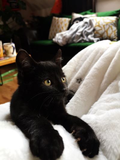 Ripley chaton noir