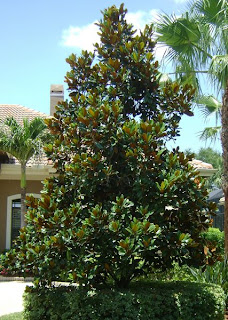 Backyard Beauty - Green Fashionista