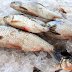Consumo de peixes de viveiros continua liberado no AM
