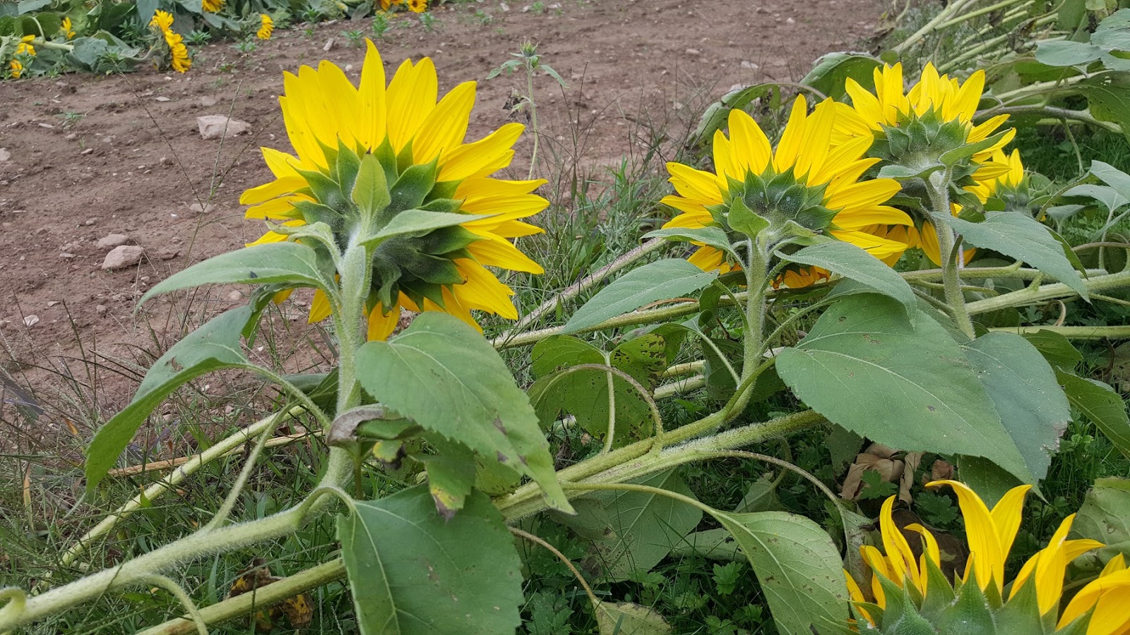 Field Notes Cumberland County, Nova Scotia Advice From A Sunflower