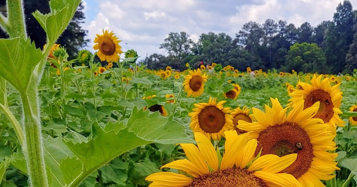 Another Mile Another Destination Blog Anderson’s Sunflower Farm