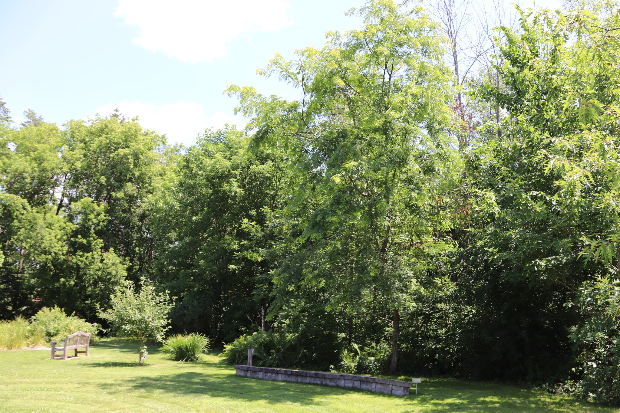 Memorials in Ottawa Karen Tremblay Tree