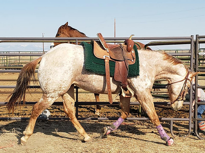 Horse Horses for Sale Flashy FDP Registered Filly