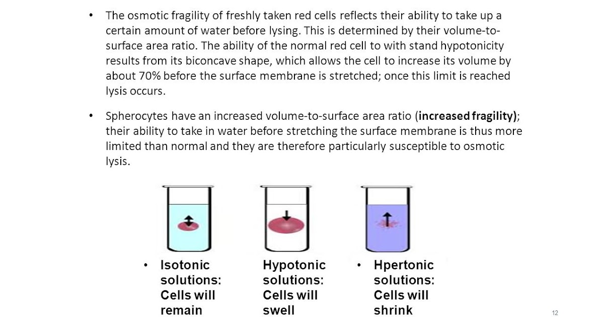 OSMOTIC FRAGILITY TEST Ripani Musyaffa Ahdanlab Blog