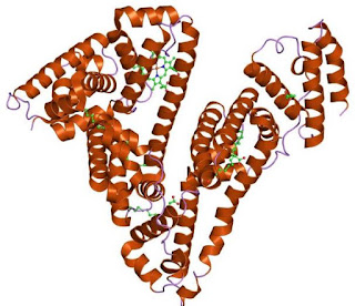 The structure of albumin.