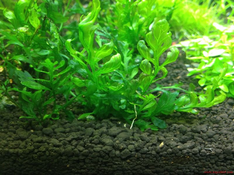 African Water Fern ( Bolbitis) - Tanaman - Tanaman Aquascape Untuk Pemula Yang Mudah Sekali Perawatanya