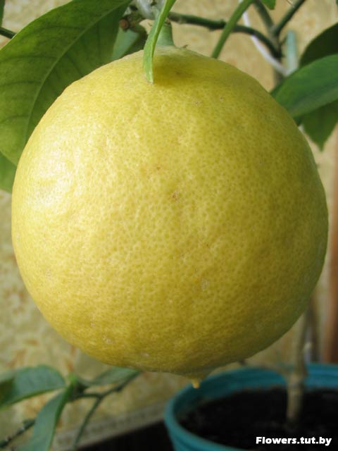 21 мандарин. Сорт лимона Пандероза. Лимон Пандероза Мейера. Комнатный лимон Пандероза. Лимон Пандероза цветы.