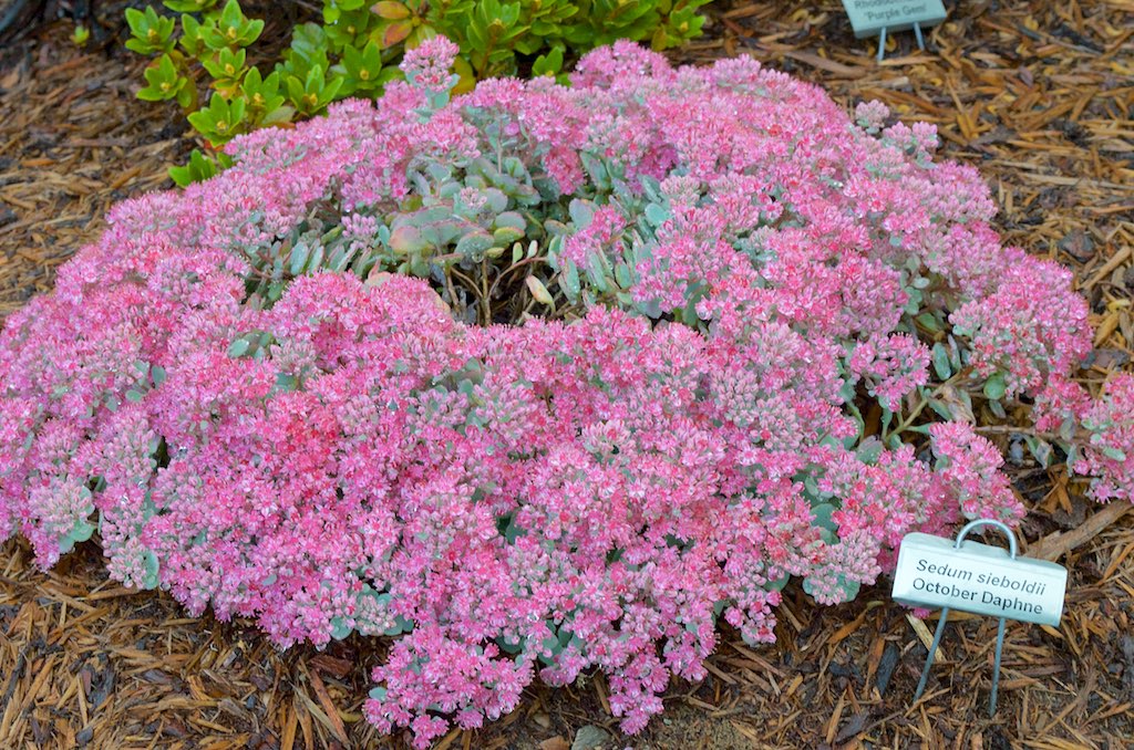 Sedum sieboldii October daphne care and culture Travaldo's blog