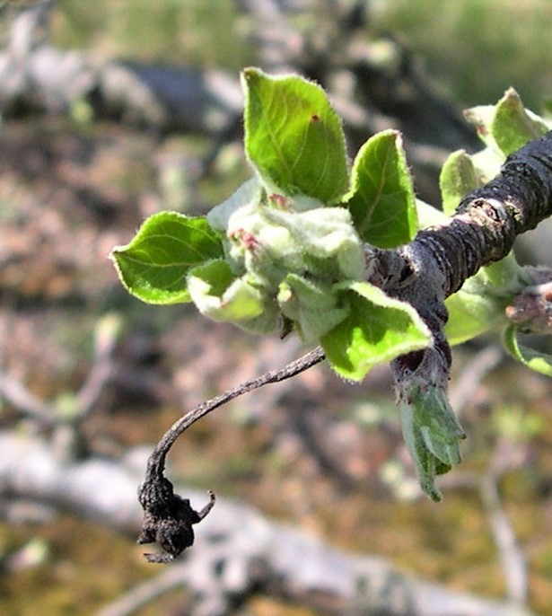 Tree Fruit Disease Update Early season apple disease activity
