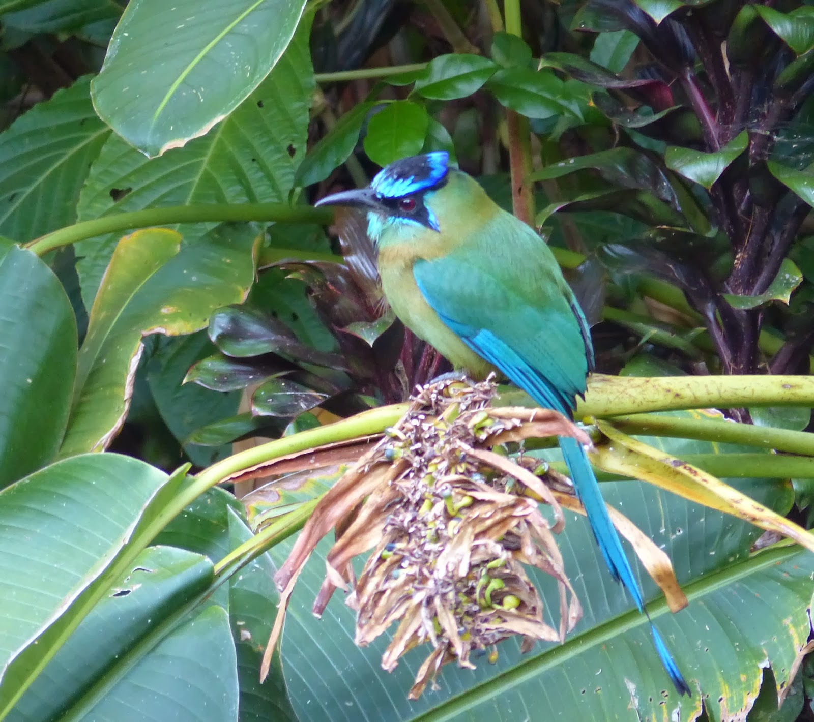 Into the Woods and Elsewhere Hotel Bougainvillea, Costa Rica