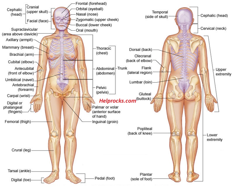 Body Parts Chart Pdf