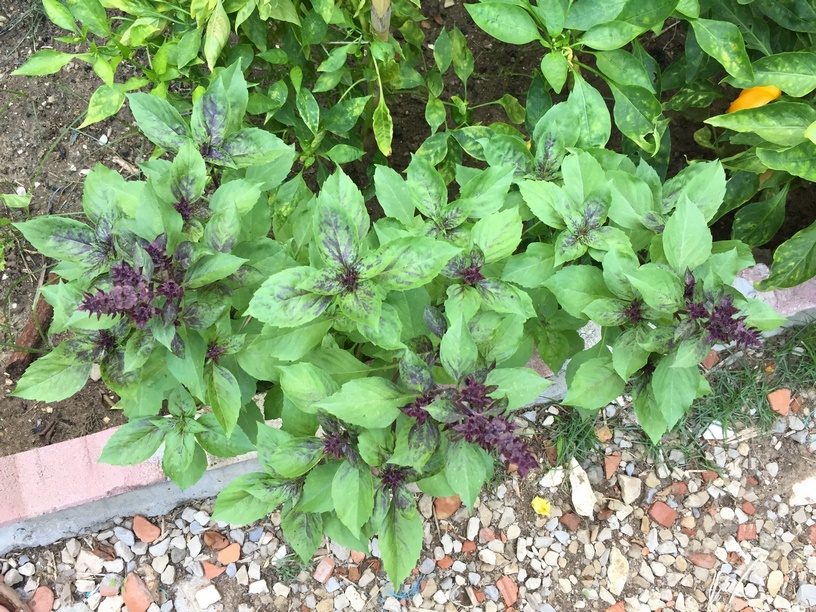 How to collect Basil seeds