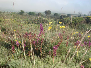 European Bird Census VN3040, first round.