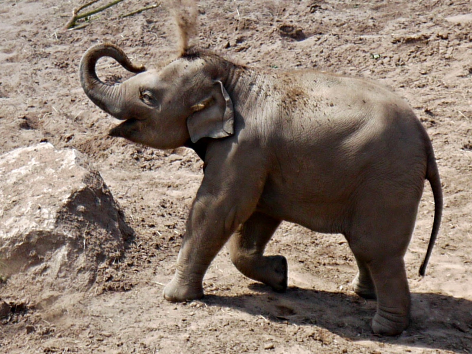 Chester Zoo, Asian Elephant, baby elephant