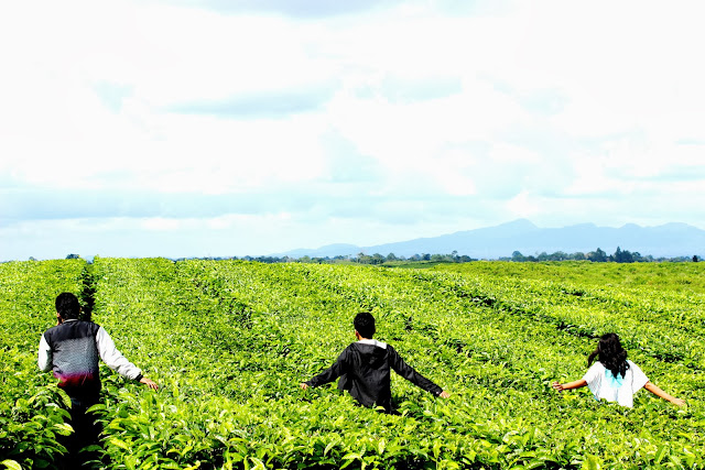 Wisata Kebun Teh Sidamanik, Cara Refreshing Hirup Udara Segar Sekalian Praktik Petik Daun Teh