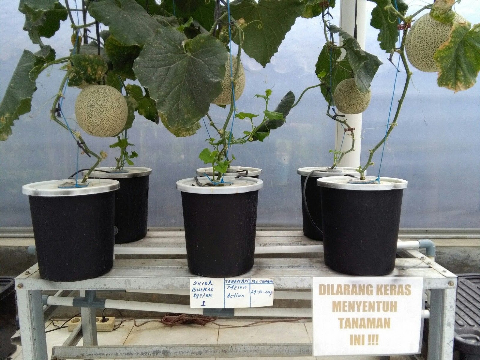 Video Tutorial Budidaya Melon Hidroponik Cara Budidaya Tanaman