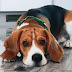 14 Things Every Beagle Makes When You Aren’t at Home