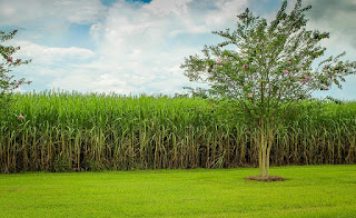 scientist name of sugar cane