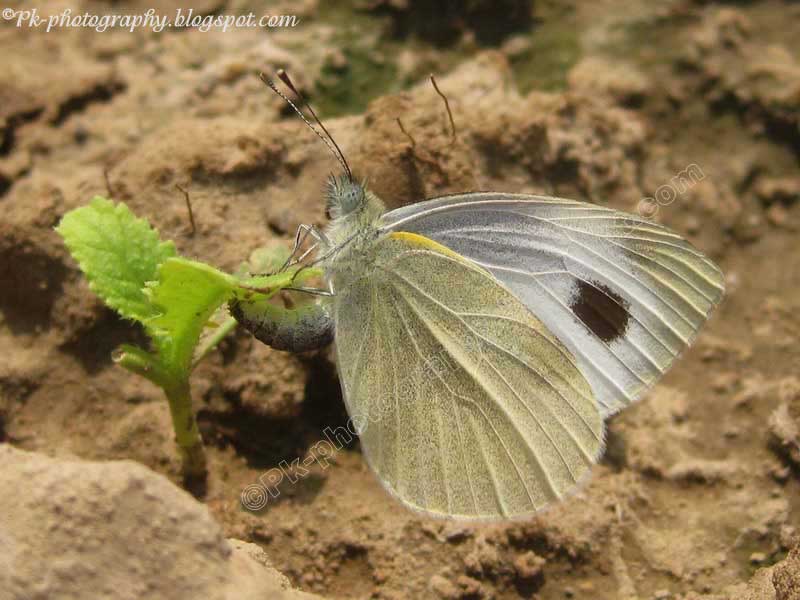 Small Cabbage White Butterfly Nature, Cultural, and Travel