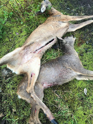 SGA latest news photo