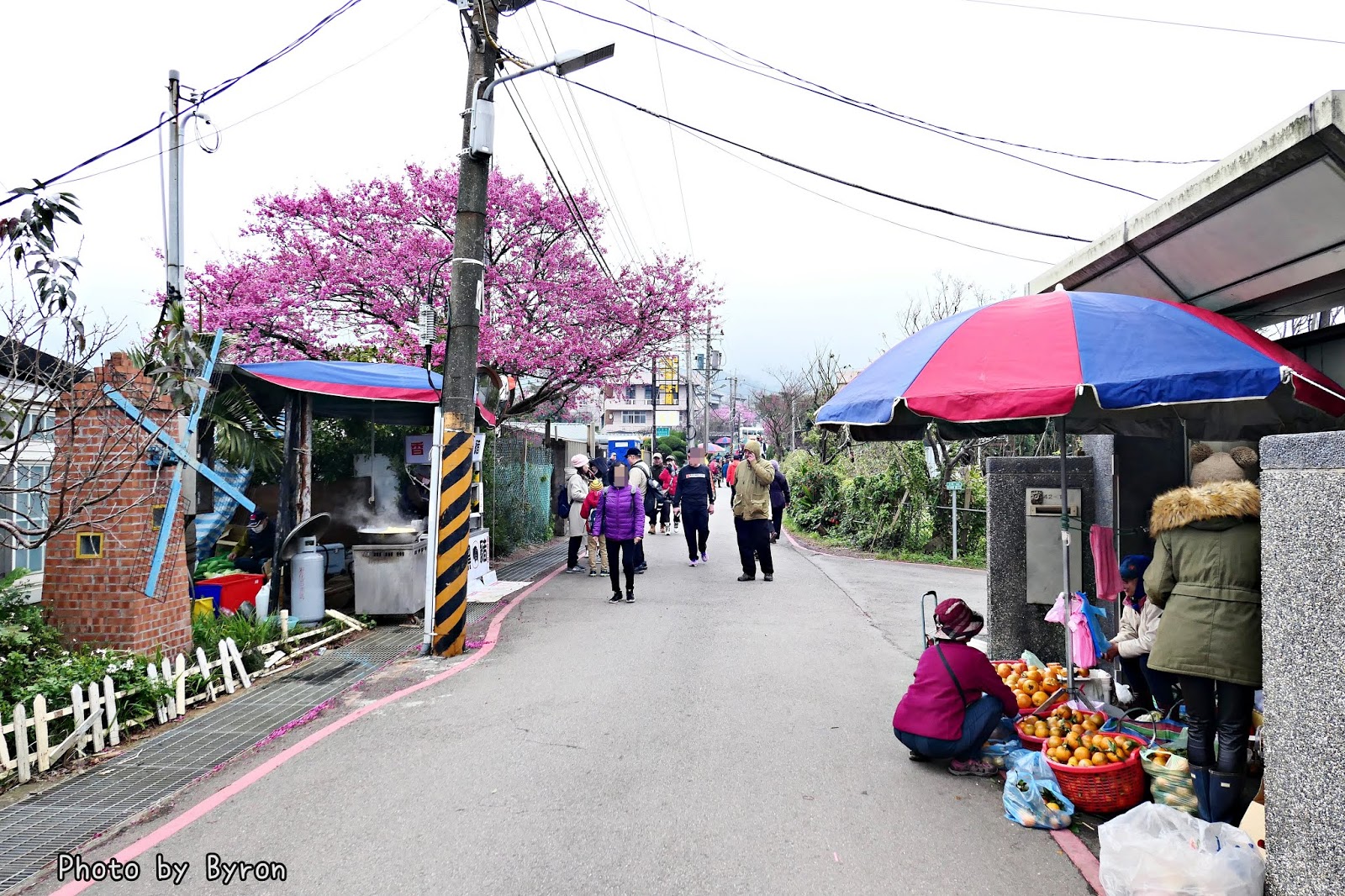 陽明山 櫻花