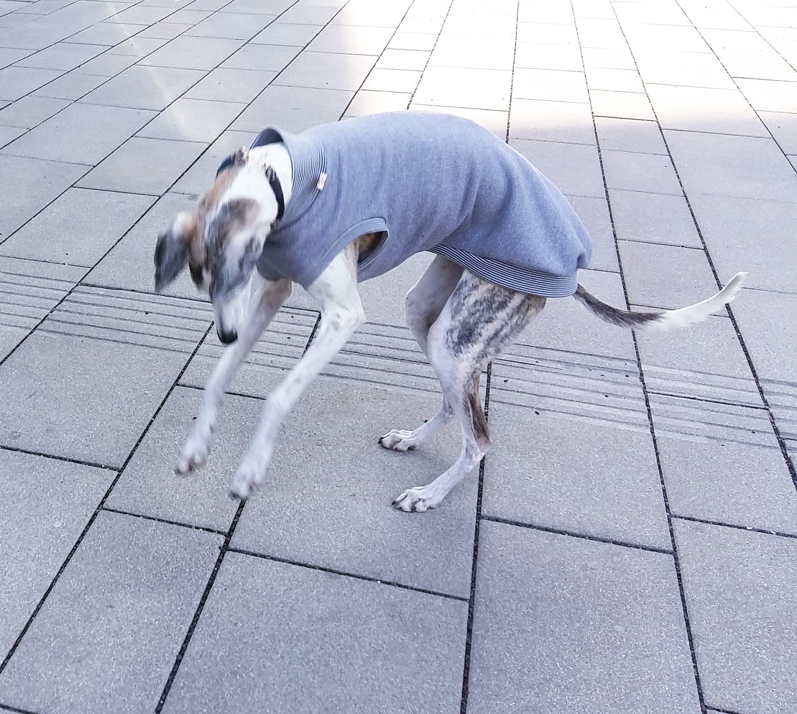 Overalls (Pyjamas), Shirts &amp; Jumper für Hunde