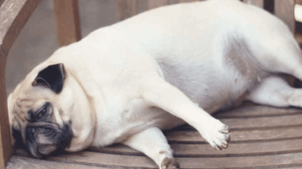 Bloat Kills 60 Of Dogs That Get It ! Here Is What You Must Know