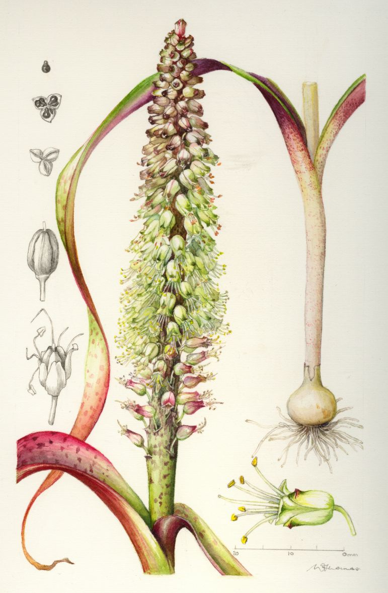 Botanical Artists Association of Southern Africa Botanical Art by Vicki Thomas at