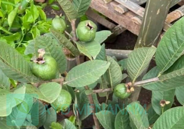 Cara Sambung Jambu Biji Dengan Pucuk Jambu Kristal Ayo Menanam