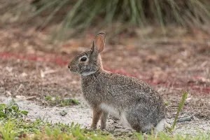 Eastern Cottontail Rabbit(Sylvilagus floridanus)