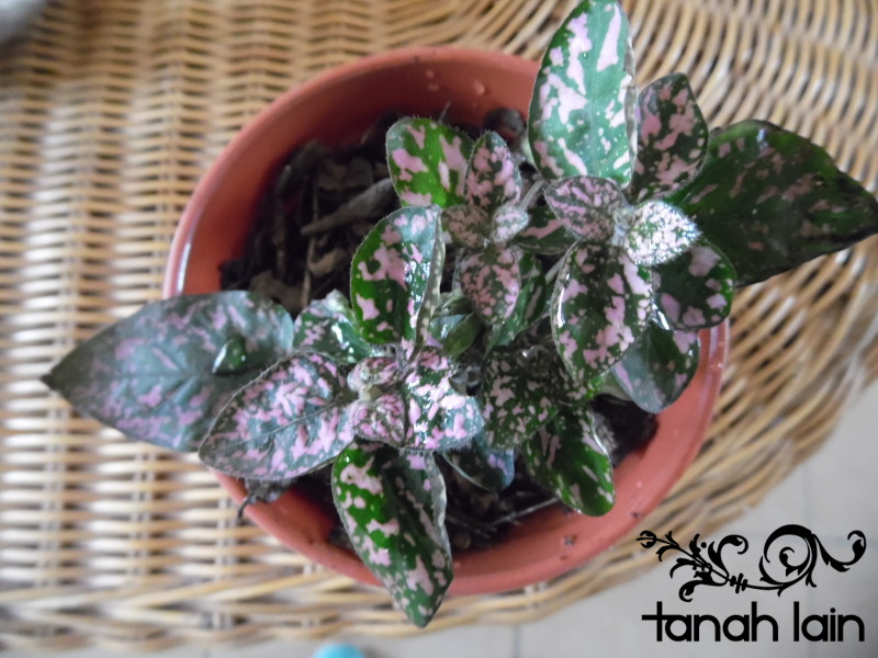 Mis plantas de sol y sombra